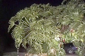 Little Twink Gaped By Huge Shemale Cock